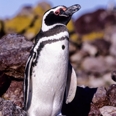 Photo: dd001621     Magellanic Penguin , Spheriscus magellanicus,  Island of the penguins, Atlantic, Argentina
