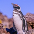 Photo: dd001627     Magellanic Penguin , Spheriscus magellanicus,  Island of the penguins, Atlantic, Argentina