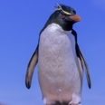 Photo: dd001633     Rockhopper Penguin , Eudyptes chrysochome,  Island of the penguins, Atlantic, Argentina