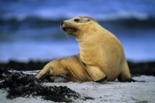 Photo: dd001723     Young Australian Sea Lion , Neophoca cinerea,  Seal Bay, Kangaroo Island, South Australia