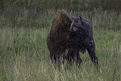 Photo: dd007078     Bison , Bison bonasus,   on a forest meadow in Knyszyn Forest, Podlaskie, northeastern Poland