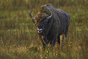 Photo: dd007079     Bison , Bison bonasus,   on a forest meadow in Knyszyn Forest, Podlaskie, northeastern Poland