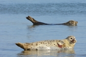 Photo: dd001831     Horsehead seal , Halichoerus grypus,  Helgoland, North Sea, Germany