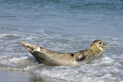 Photo: dd001902     Horsehead seal , Halichoerus grypus,  Helgoland, North Sea, Germany