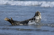 Photo: dd001904     Horsehead seal , Halichoerus grypus,  Helgoland, North Sea, Germany