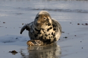 Photo: dd001905     Horsehead seal , Halichoerus grypus,  Helgoland, North Sea, Germany