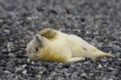 Photo: dd011054     Horsehead seal pup , Halichoerus grypus,  Helgoland, North Sea, Germany