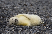 Photo: dd011056     Horsehead seal pup , Halichoerus grypus,  Helgoland, North Sea, Germany
