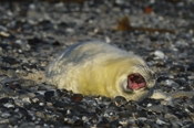 Photo: dd011057     Horsehead seal pup , Halichoerus grypus,  Helgoland, North Sea, Germany
