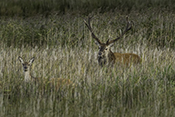 Photo: dd007036      Red deer (Cervus elaphus) on the Darß (Baltic Sea), Prerow, Germany