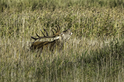 Photo: dd007037      Red deer (Cervus elaphus) on the Darß (Baltic Sea), Prerow, Germany