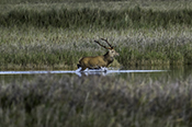 Photo: dd007038      Red deer (Cervus elaphus) on the Darß (Baltic Sea), Prerow, Germany