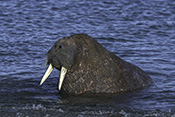 Photo: dd011213     Walrus , Odobenus rosmarus,  Svalbard, Arctic, Norway
