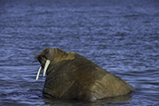 Photo: dd011214     Walrus , Odobenus rosmarus,  Svalbard, Arctic, Norway