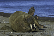 Photo: dd011343     Walrus , Odobenus rosmarus,  Svalbard, Arctic, Norway