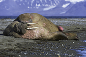 Photo: dd012002     Walrus , Odobenus rosmarus,  Svalbard, Arctic, Norway
