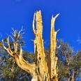 Photo: dd001430     Bristlecone pine , Pinus longaeva,  Patriarch Grove, White Mountains, California, USA