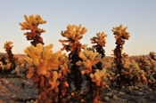 Photo: dd011041     Cholla cactuses , Cylindropuntia fulgida,  Joshua Tree National Park, California, USA