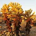 Photo: dd011042     Cholla cactuses , Cylindropuntia fulgida,  Joshua Tree National Park, California, USA