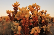 Photo: dd011045     Cholla cactuses , Cylindropuntia fulgida,  Joshua Tree National Park, California, USA