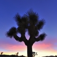 Photo: dd001732     Joshua Tree , Yucca brevifolia,  Joshua Tree National Park, California, USA