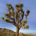Photo: dd001733     Joshua Tree , Yucca brevifolia,  Joshua Tree National Park, California, USA