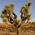 Photo: dd011018     Joshua Tree , Yucca brevifolia,  Joshua Tree National Park, California, USA