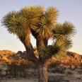 Photo: dd011036     Joshua Tree , Yucca brevifolia,  Joshua Tree National Park, California, USA