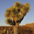 Photo: dd011037     Joshua Tree , Yucca brevifolia,  Joshua Tree National Park, California, USA