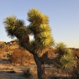Photo: dd011038     Joshua Tree , Yucca brevifolia,  Joshua Tree National Park, California, USA