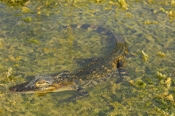 Photo: dd001561     American Alligator , Alligator mississippiensis,  Everglades , Florida, USA