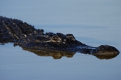 Photo: dd001817     American Alligator , Alligator mississippiensis,  Everglades , Florida, USA