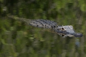 Photo: dd001821     American Alligator , Alligator mississippiensis,  Everglades , Florida, USA