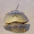 Photo: dd007002     Horseshoe Crab , Limulus polyphemus,  Delaware Bay, Fortescue, New Jersey, Atlantic, USA