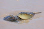 Photo: dd007007     Horseshoe Crab , Limulus polyphemus,  Delaware Bay, Reeds Beach, New Jersey, Atlantic, USA